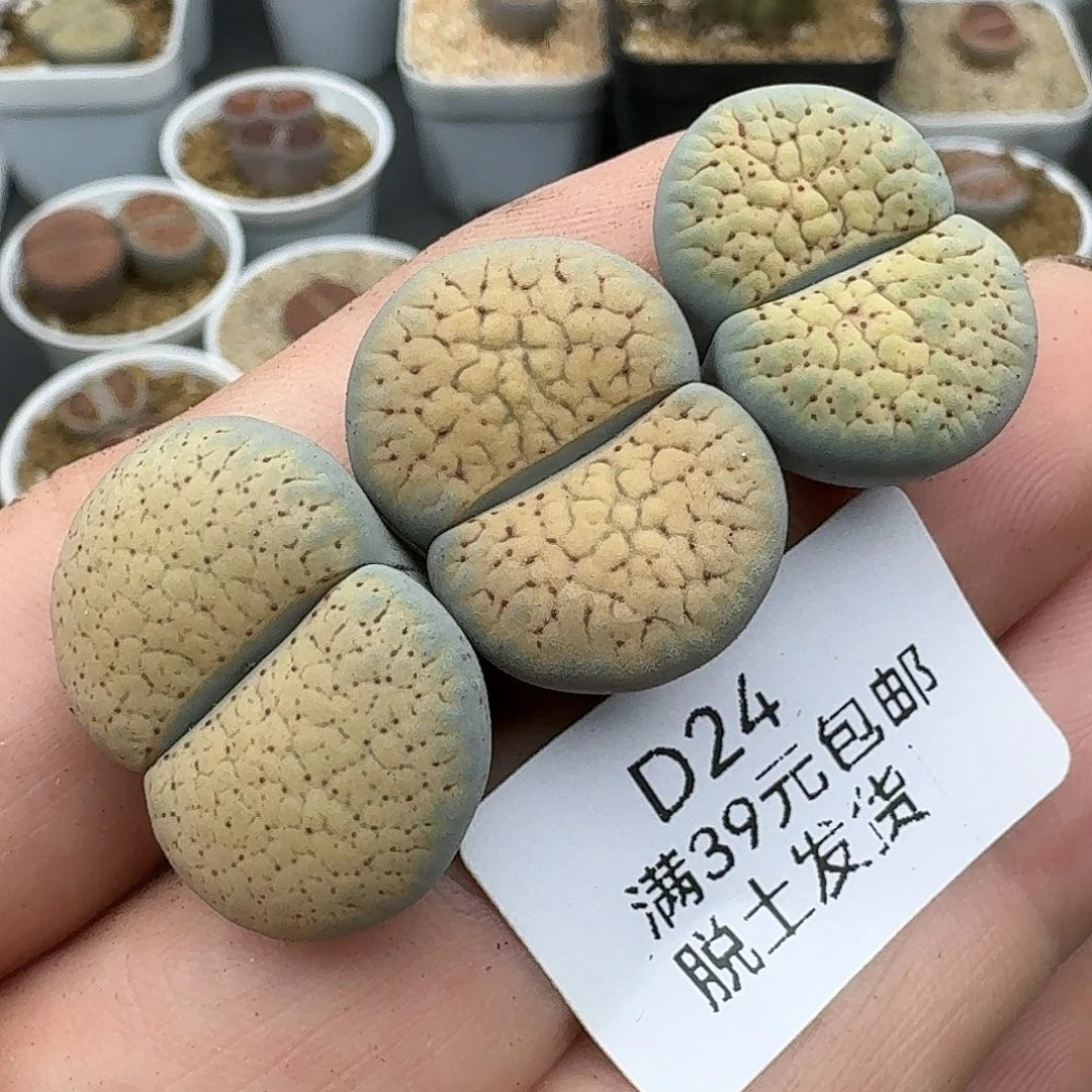 24德州敏感哈哈哈哈哈哈哈