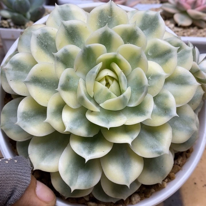033昂斯诺锦锦锦锦锦锦锦