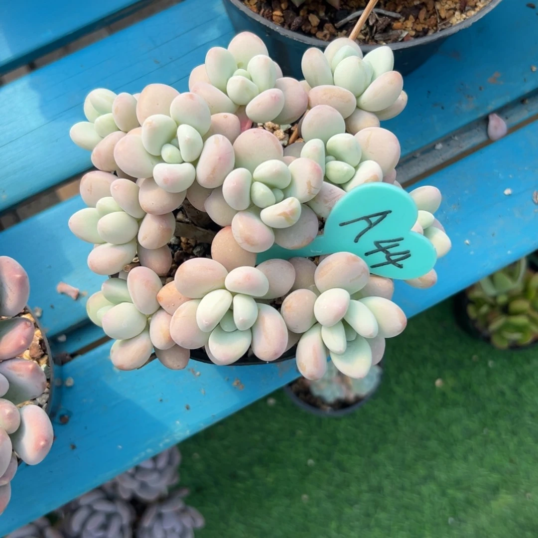 麦*?多肉植物一物一拍