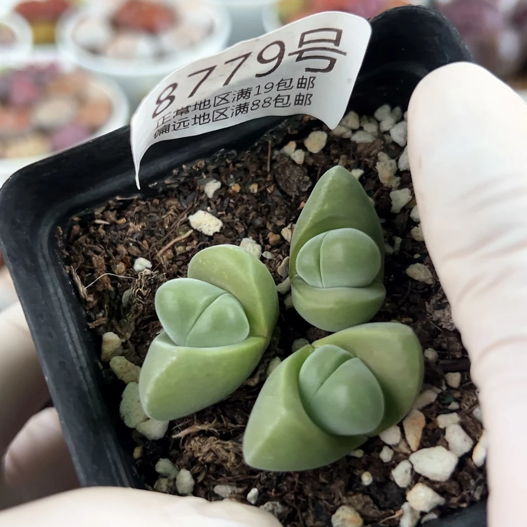 好养易活生石花大母本8779