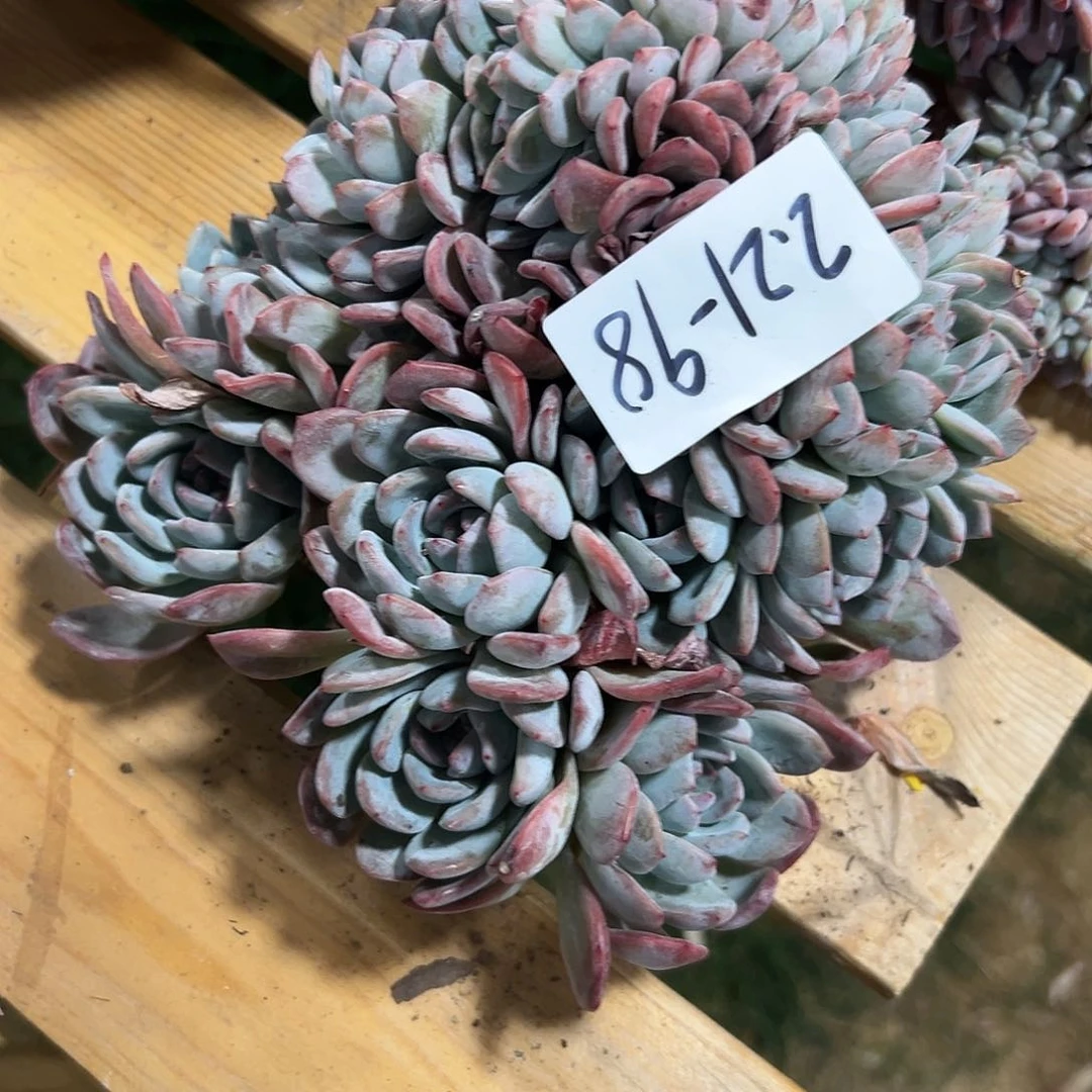 岁**好221-98全明星树缀多肉