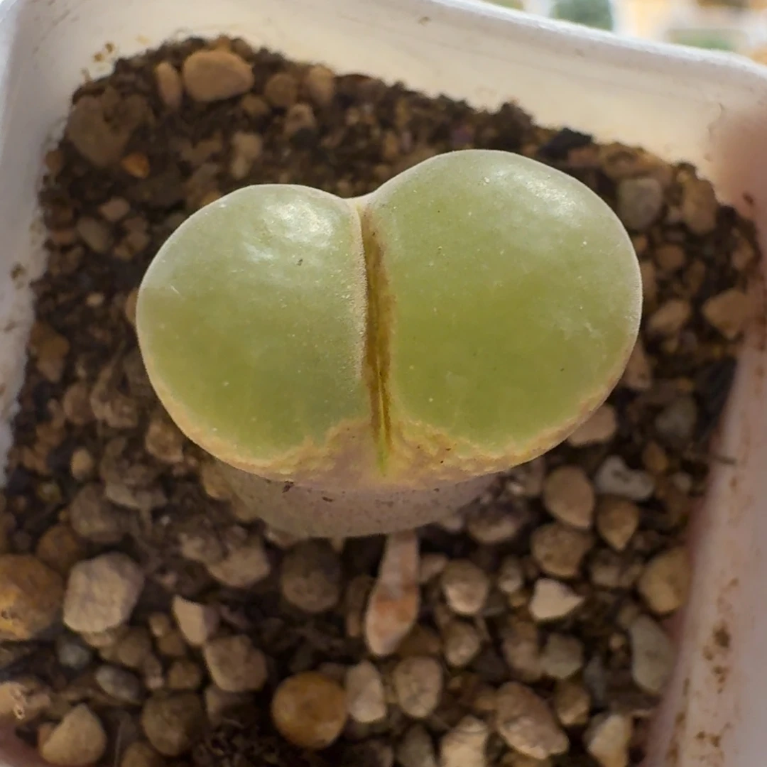 ?****?多肉..............