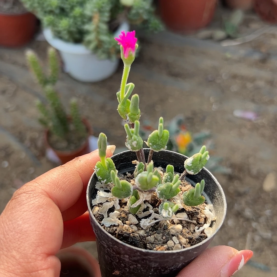 多肉植物多肉植物