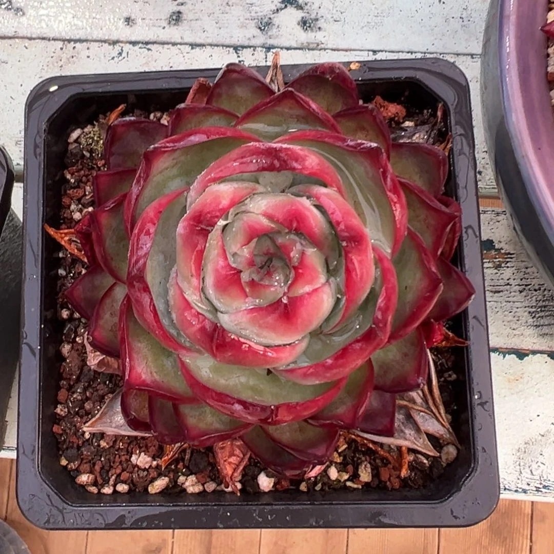 多肉精选编号0117.5