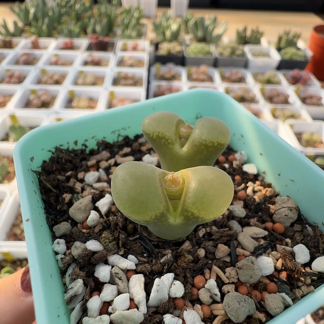 大型红风铃玉脱土发货