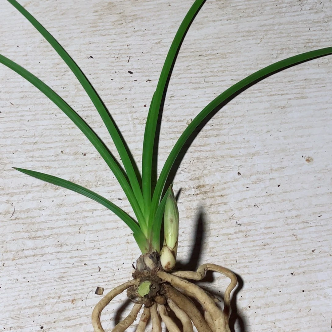 云***鹤完全开放兰花兰花