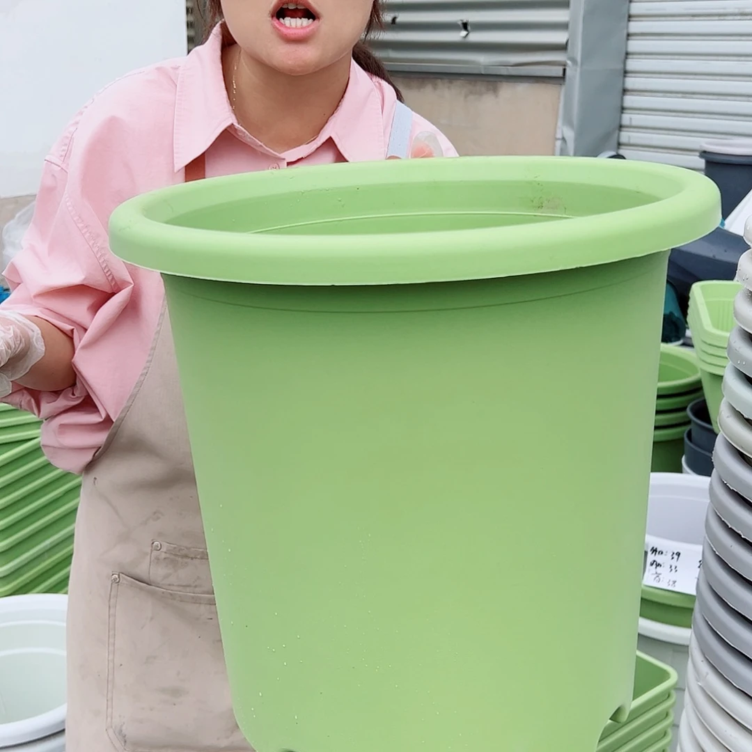 四季盆8#果绿色3个无托