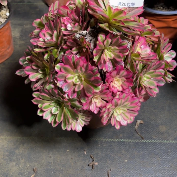 瑞妈，，，，。，704红铜壶超白