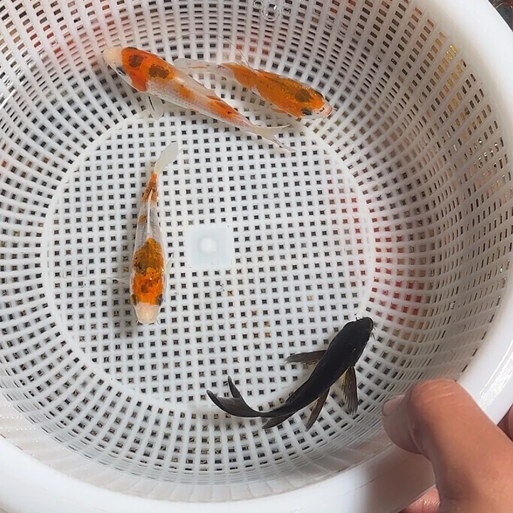 云***上海水鱼锦鲤的故事是