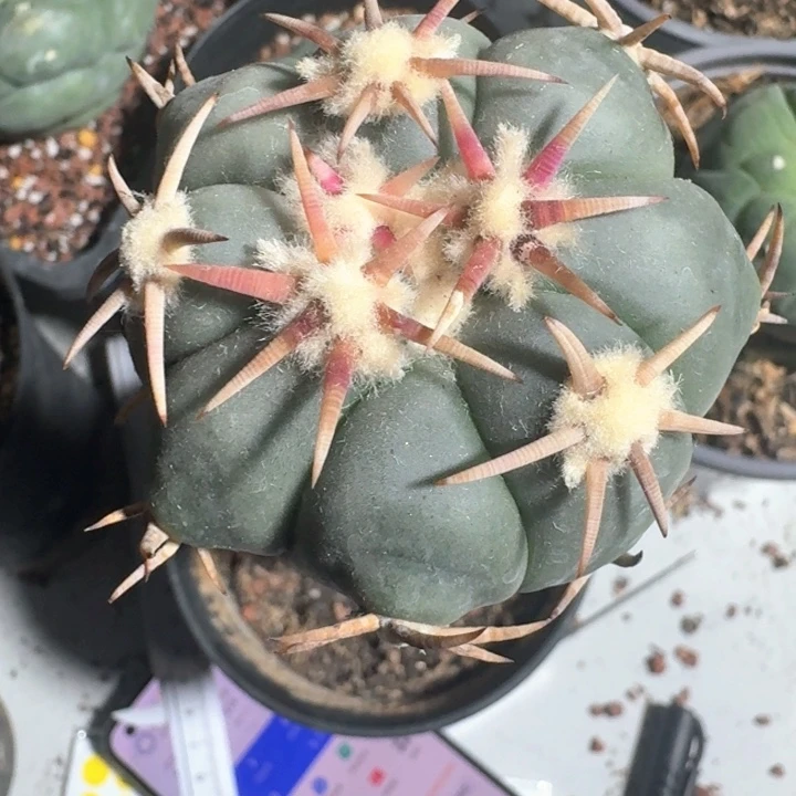 割刺白刺翠平苗接