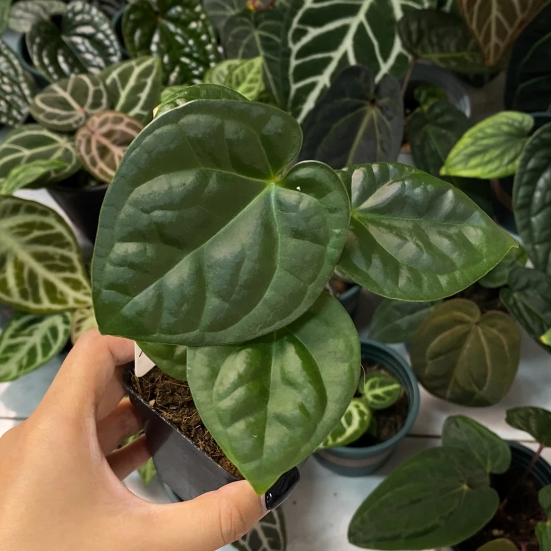 不开花植物铜锣烧杂奢华