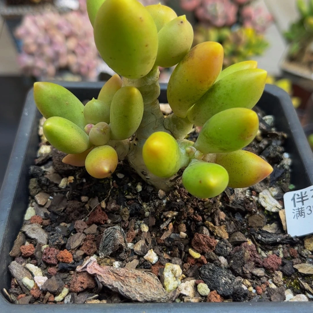 852芒果奶老桩6cm多肉