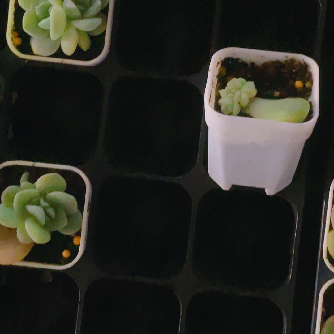 醉****漪兄弟4头中盆一个满25包邮