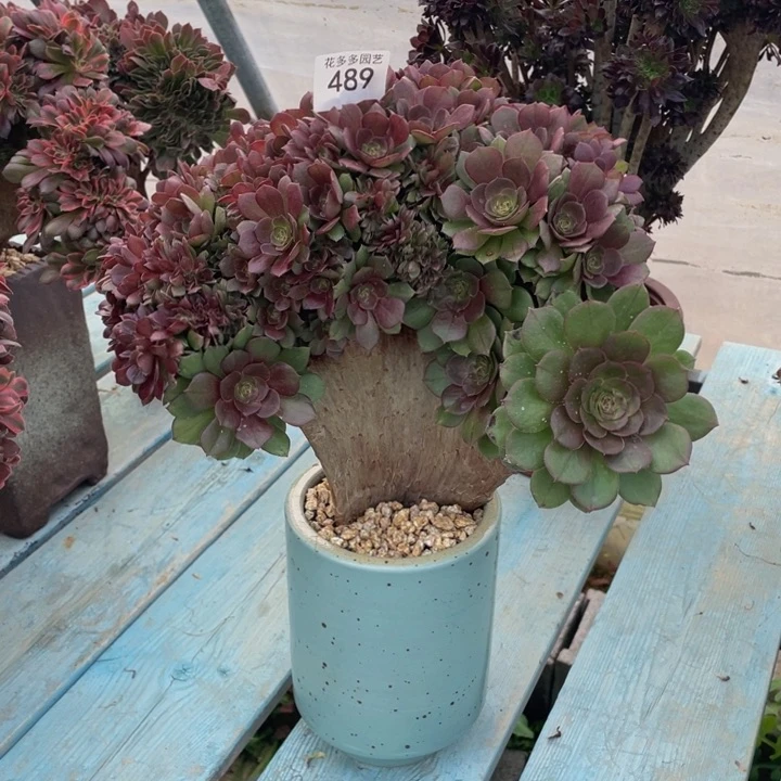 489号万圣节朵朵