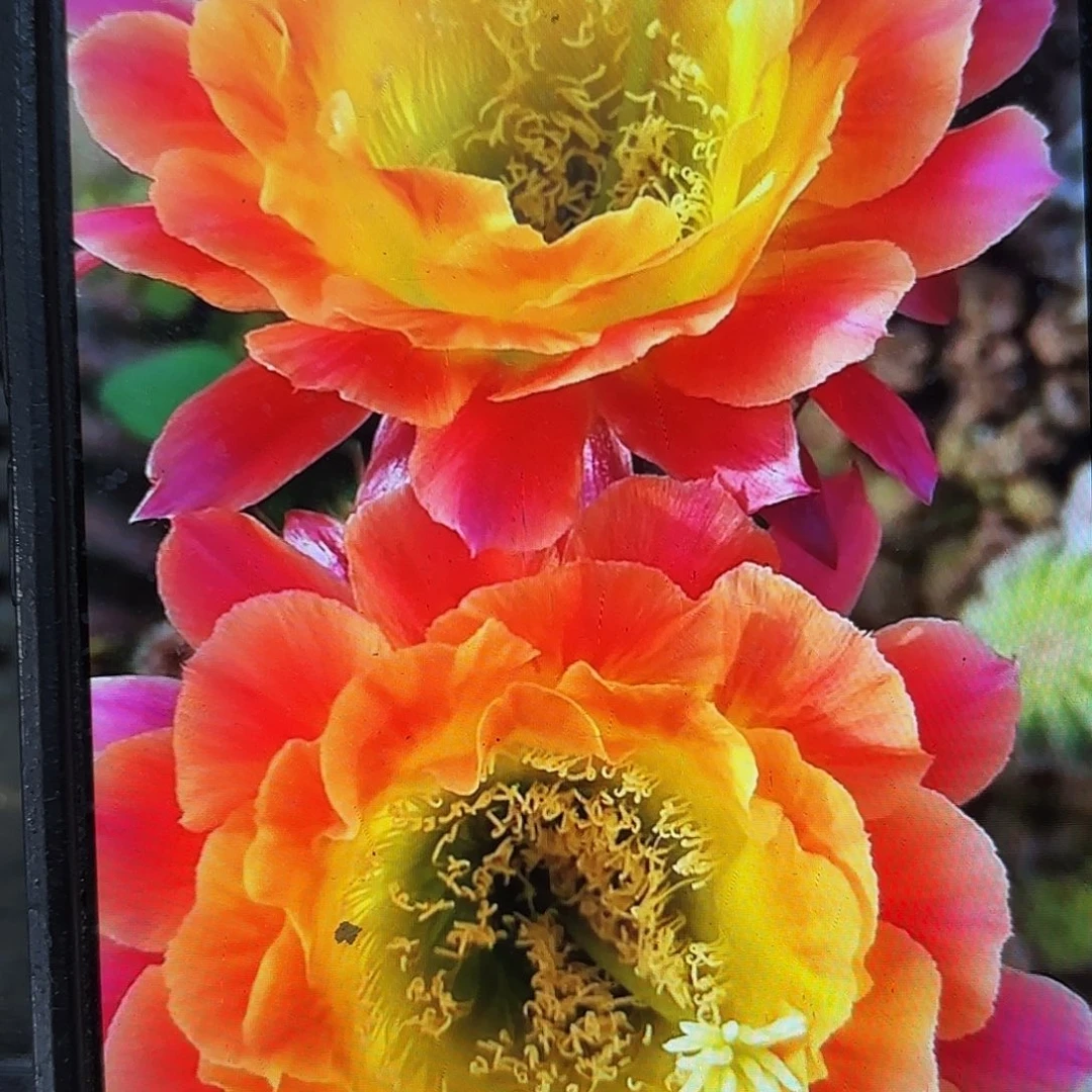 大满冠毛侧牙20包邮2