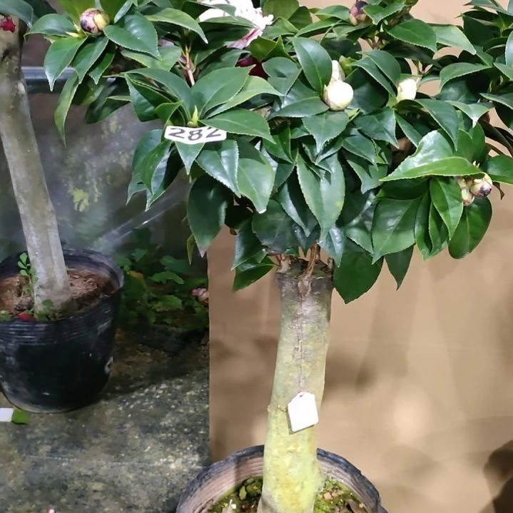 282五色，墨川，原盆原土发货