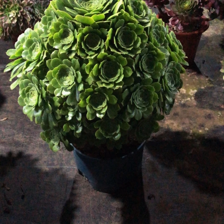 绿多肉83100000000000