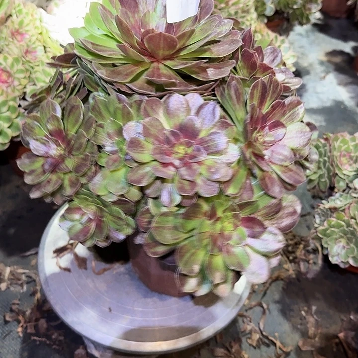 多肉植物花月夜442