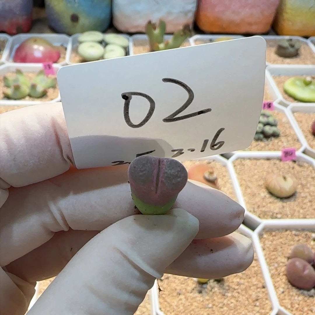 虾*多肉多肉多肉2.16-002