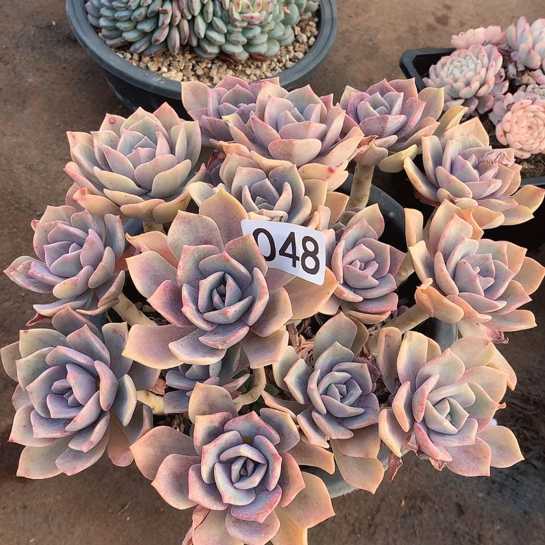 048彩虹糖一物一拍多肉