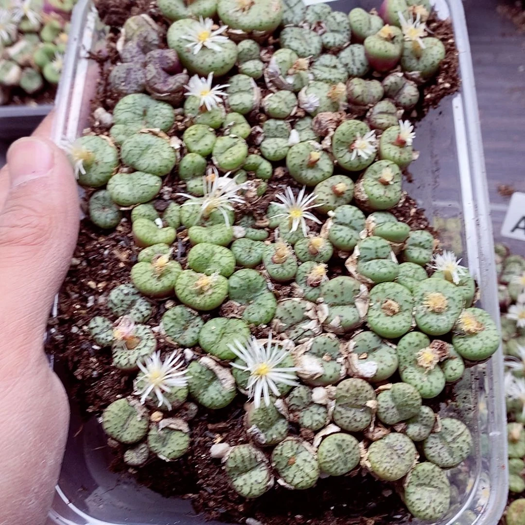 秋***186灯泡安贞呃呃呃呃呃呃呃呃呃呃呃