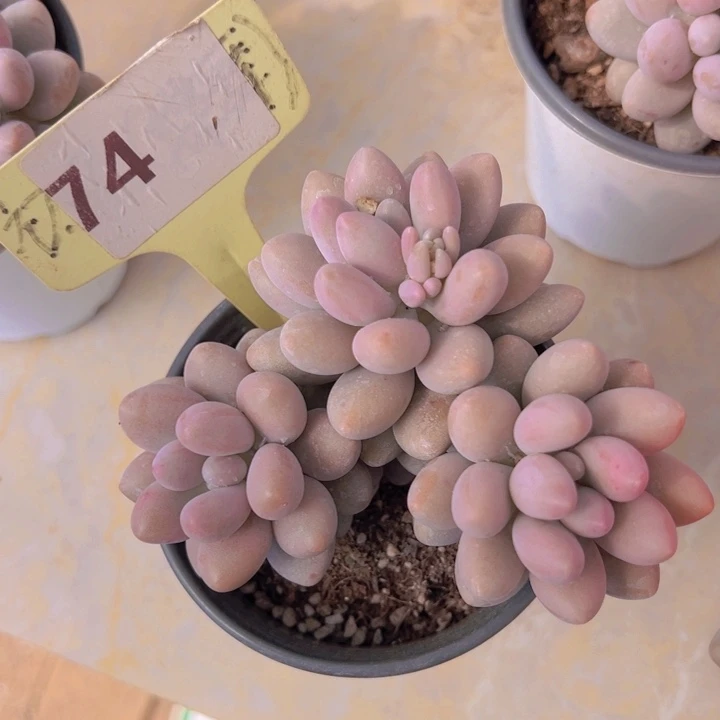 健健康康平平安安