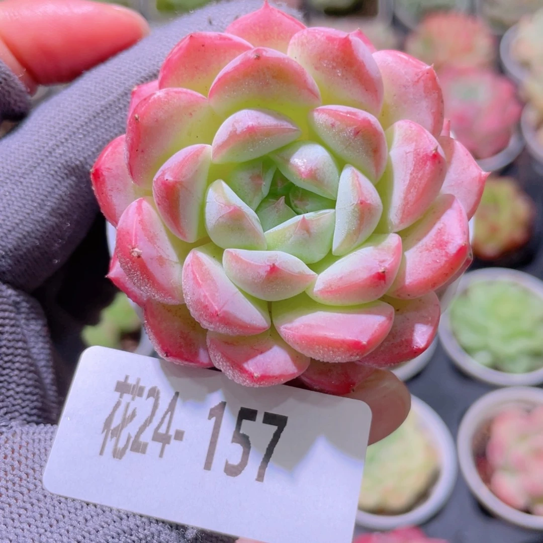 花利美24-157白桃汽水