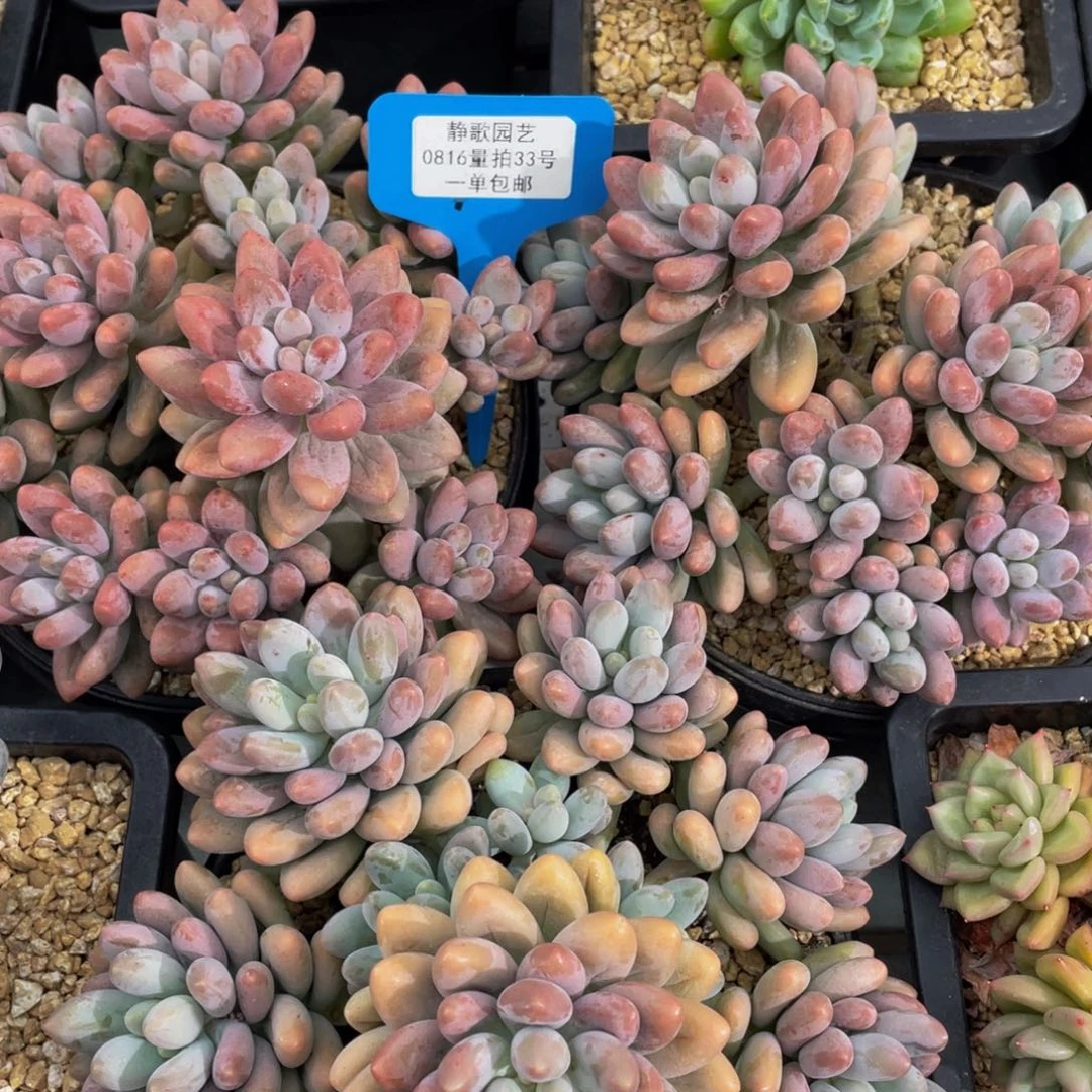 0816-33-母本大群汤圆一颗