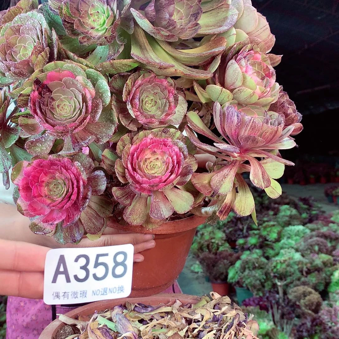 无花朵柒哥多肉法师不包侧断枝358