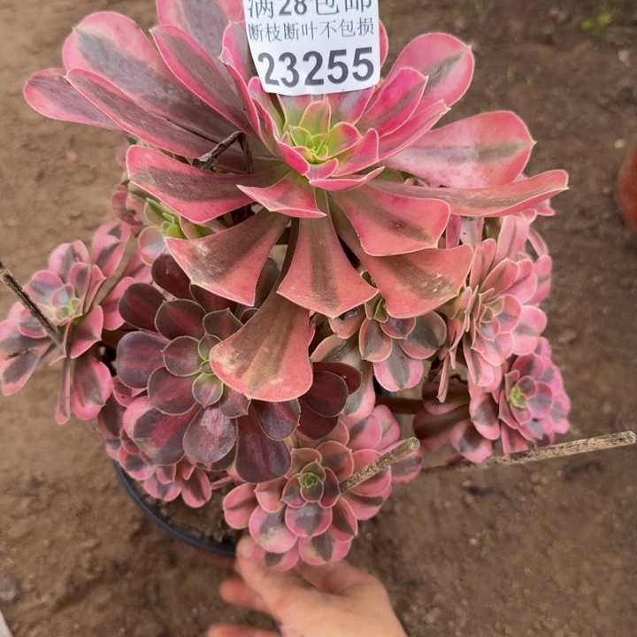23255美杜莎多肉植物