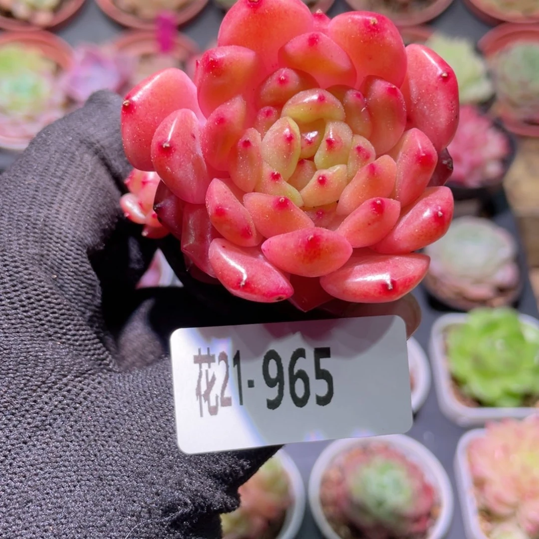 花利美21-965灵翠