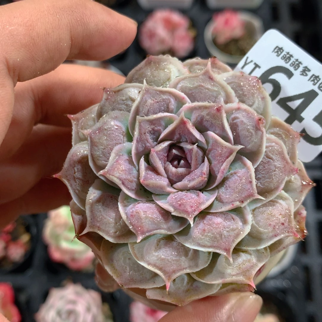 5CM拇指盆精控多肉YT645