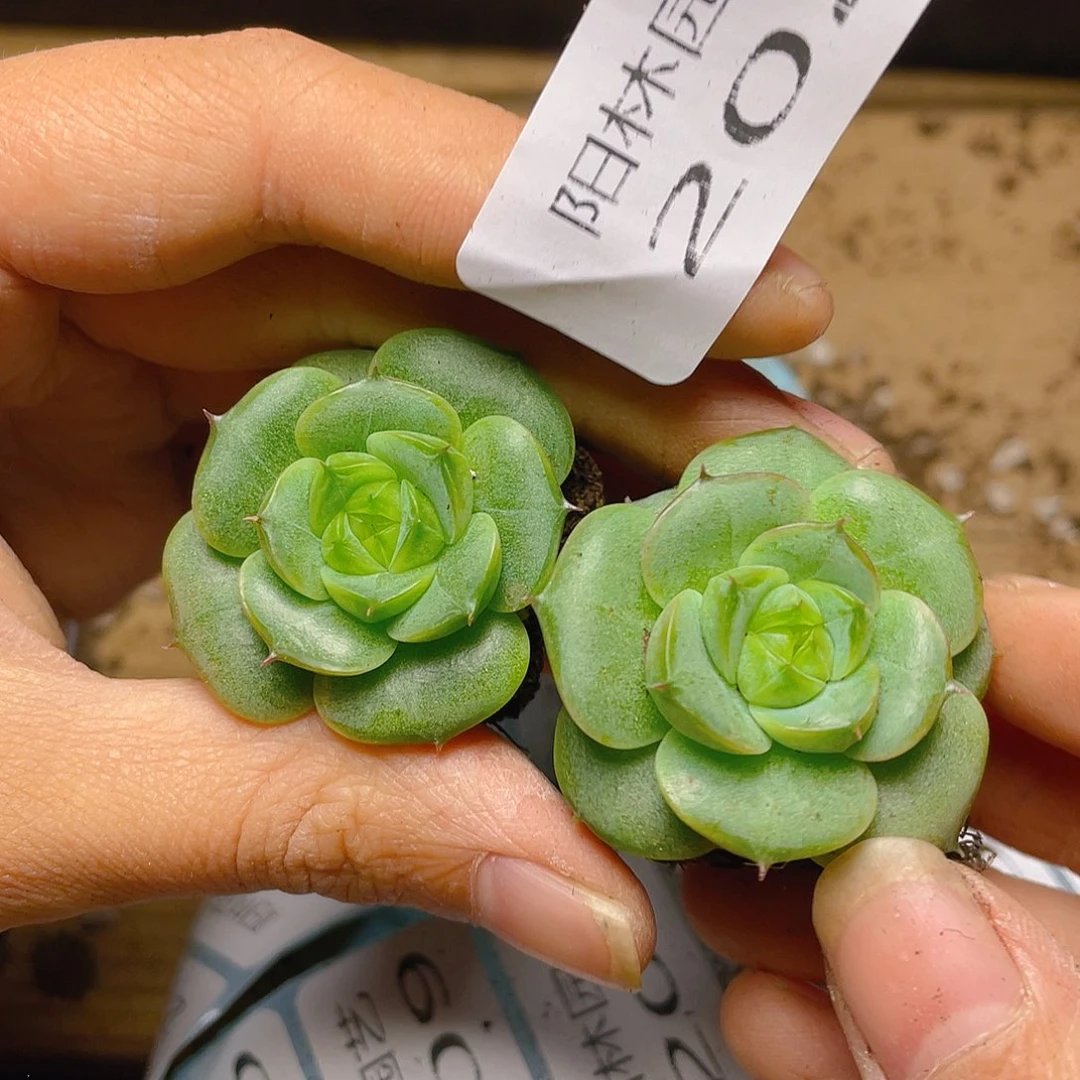 多肉植物多肉植物202