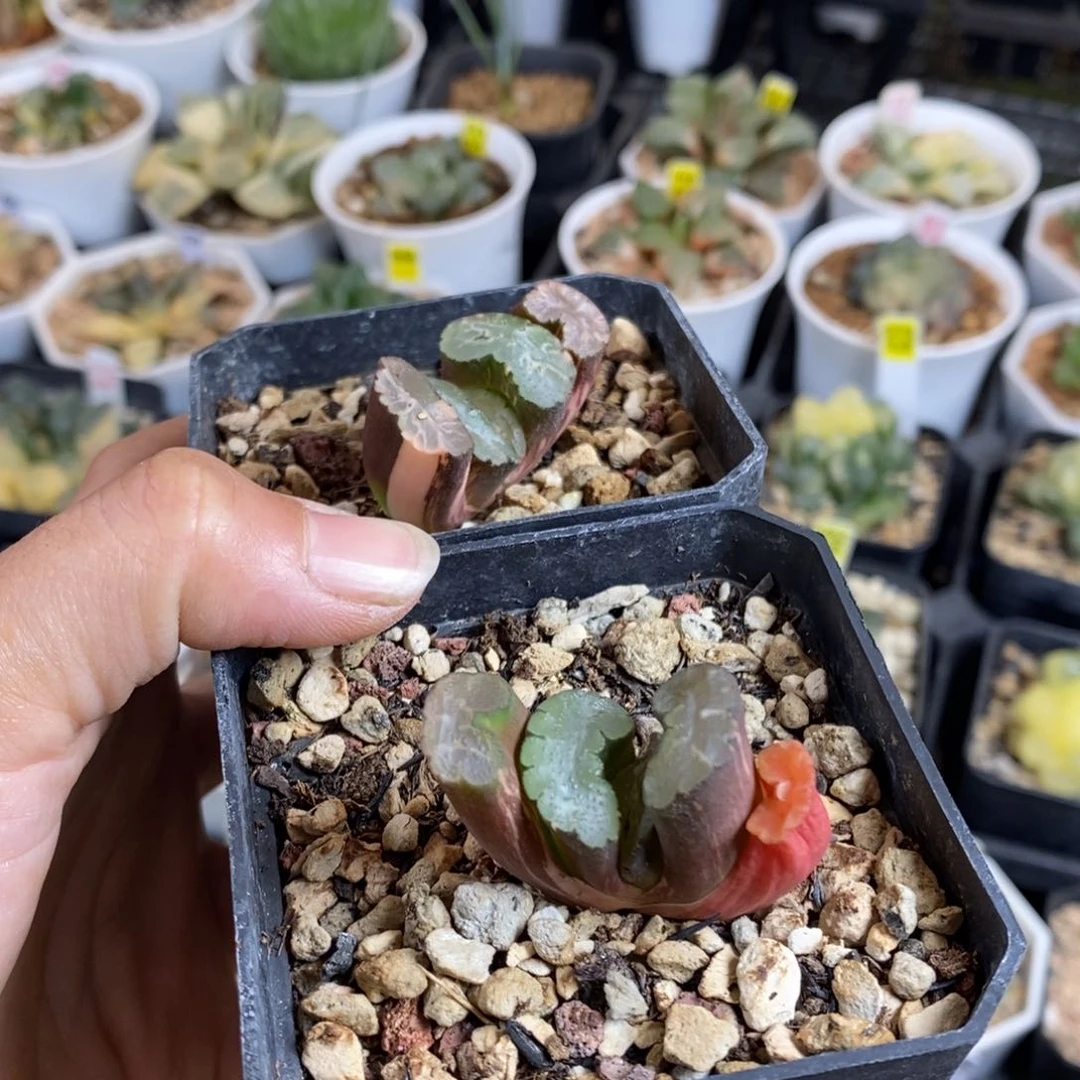 79号188号2颗带盆发货