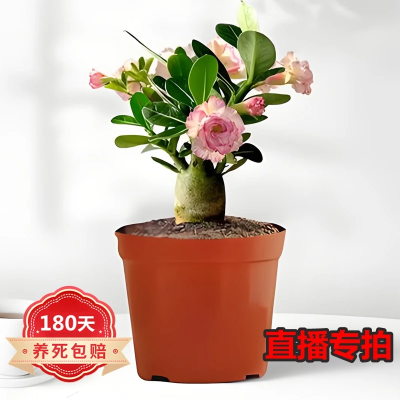 带盆重瓣老桩沙漠玫瑰可开多色耐旱耐热阳台盆栽花卉植物