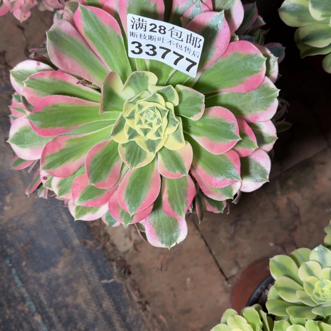 33777白凤多肉植物