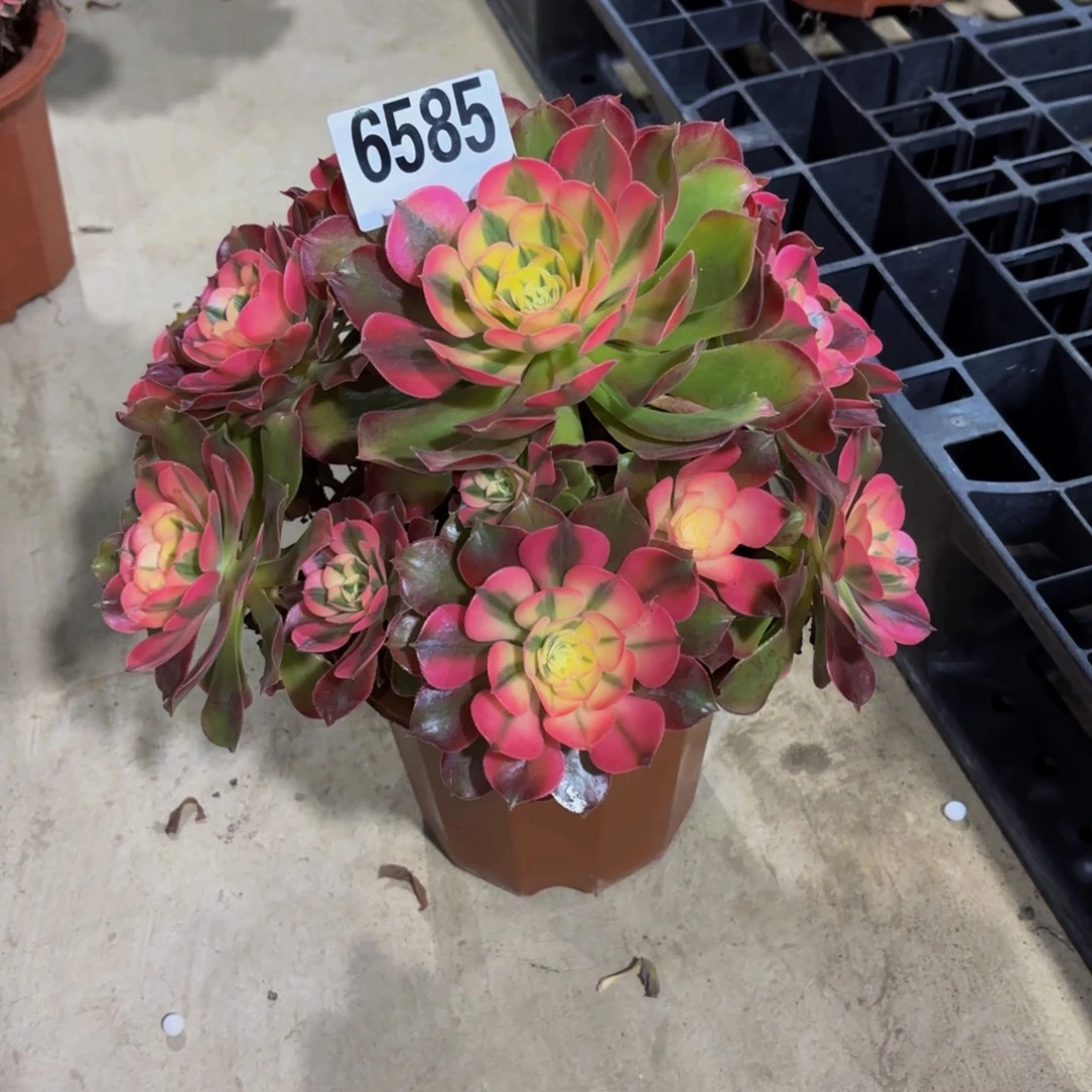 春***天无花朵6585香妃111111