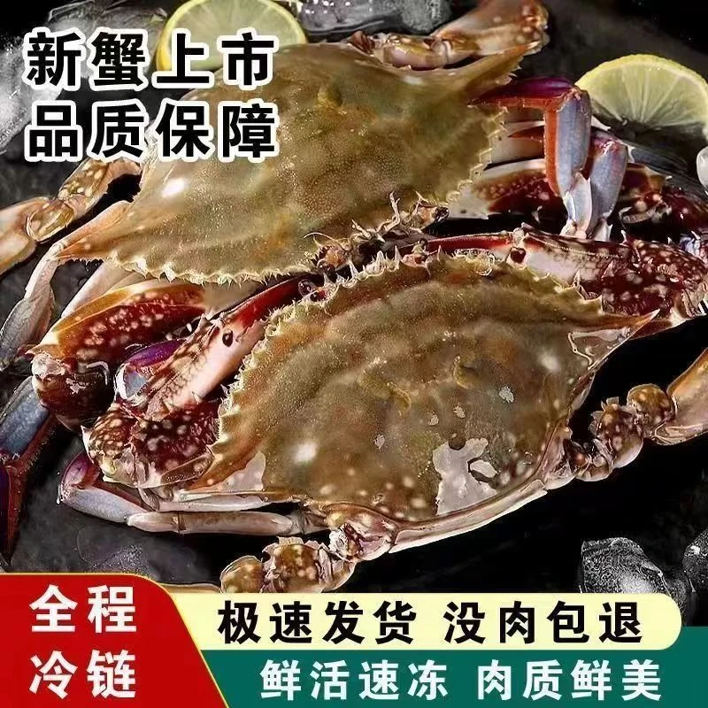 W【冻蟹】连云港黄海湾野生公蟹小娘蟹 公母混发 2-3两/只 净重4斤到手12-15只