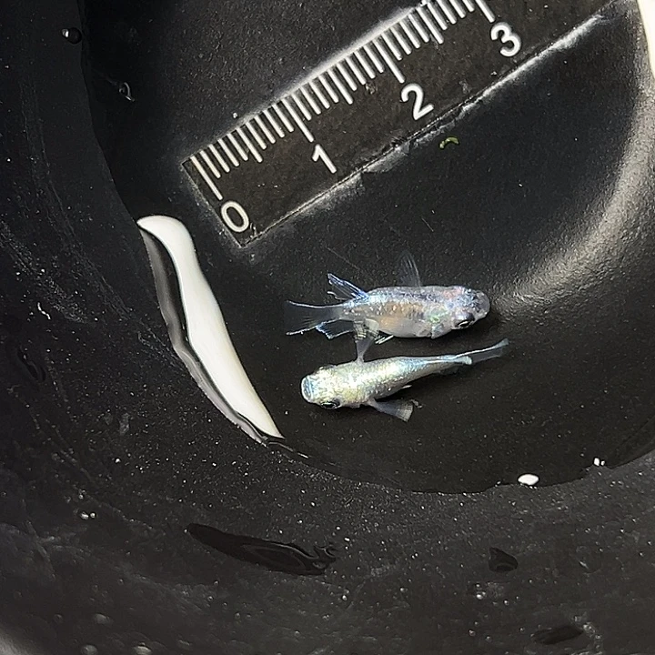 青鳉鱼天使一组129