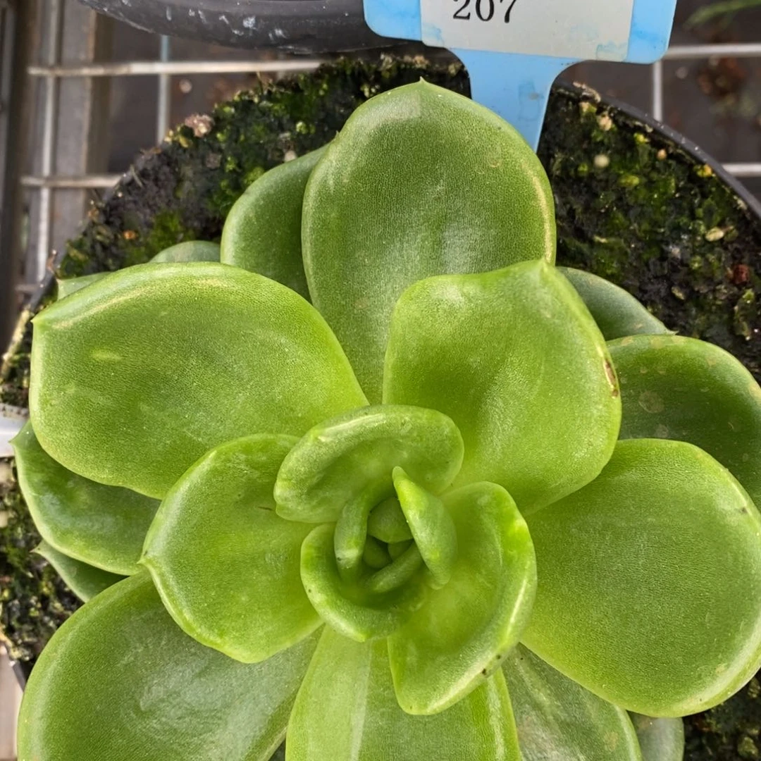 L207翠花拉丝锦直播福利