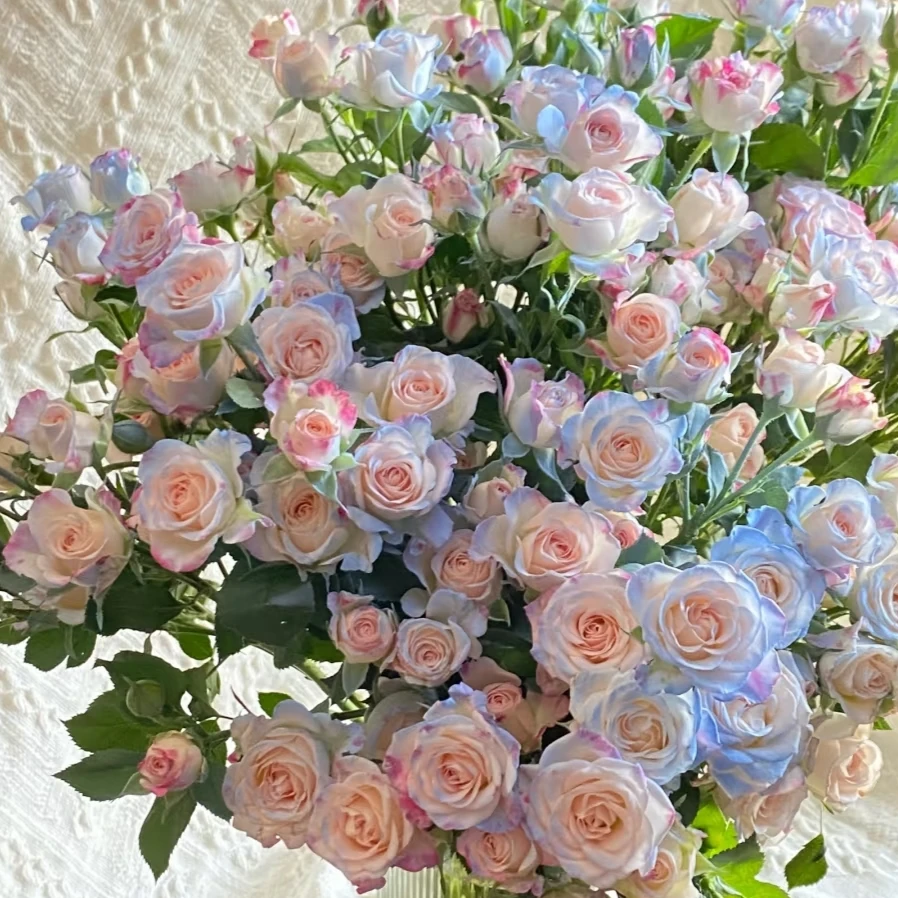 云影优选【碎冰蓝（喷色）折射】昆明鲜花批发次日达顺丰包邮