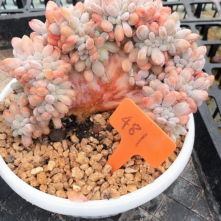 粉兔缀化481号码牌子的话