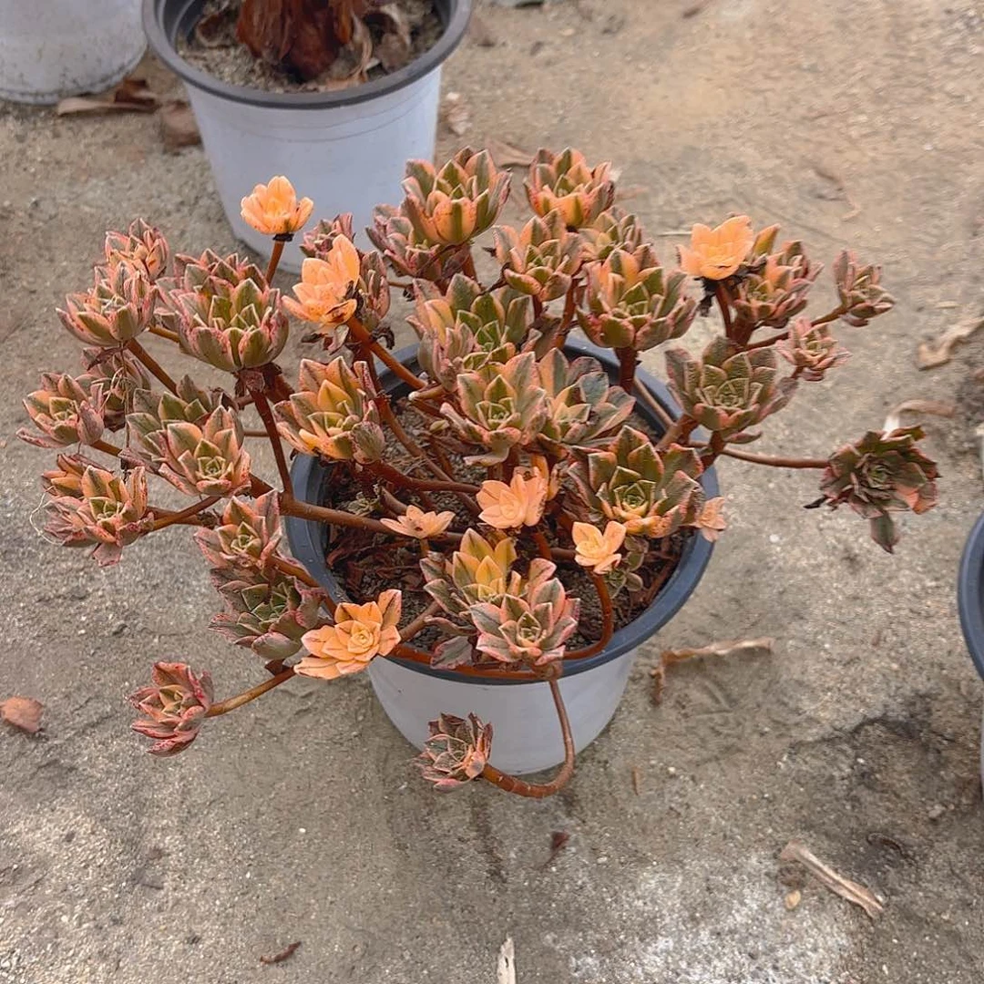 甜茶多肉植物多头