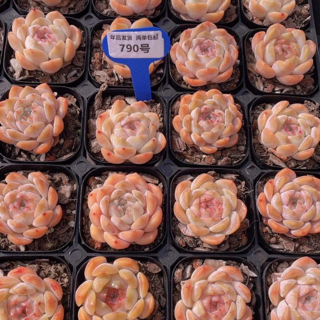 790号蜜桃冰魄单头两个