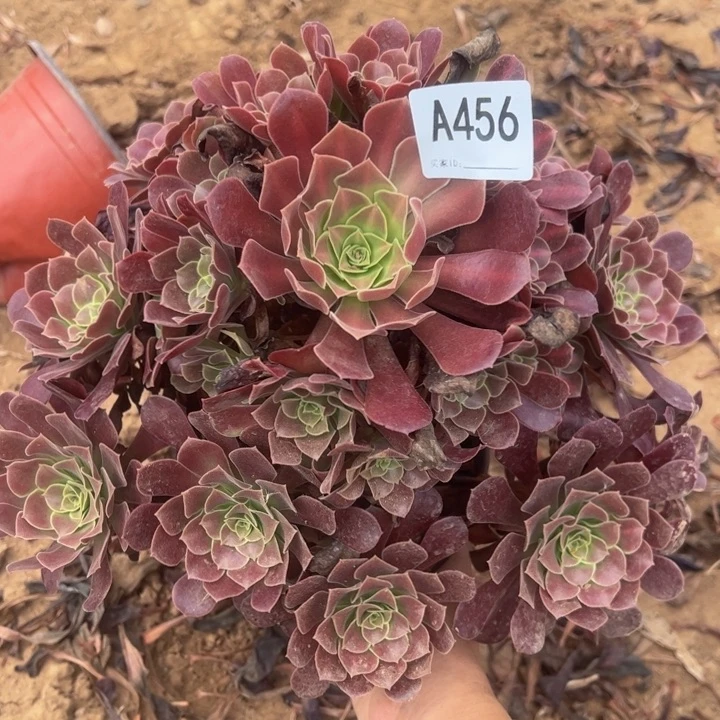 欧子多肉植物456.