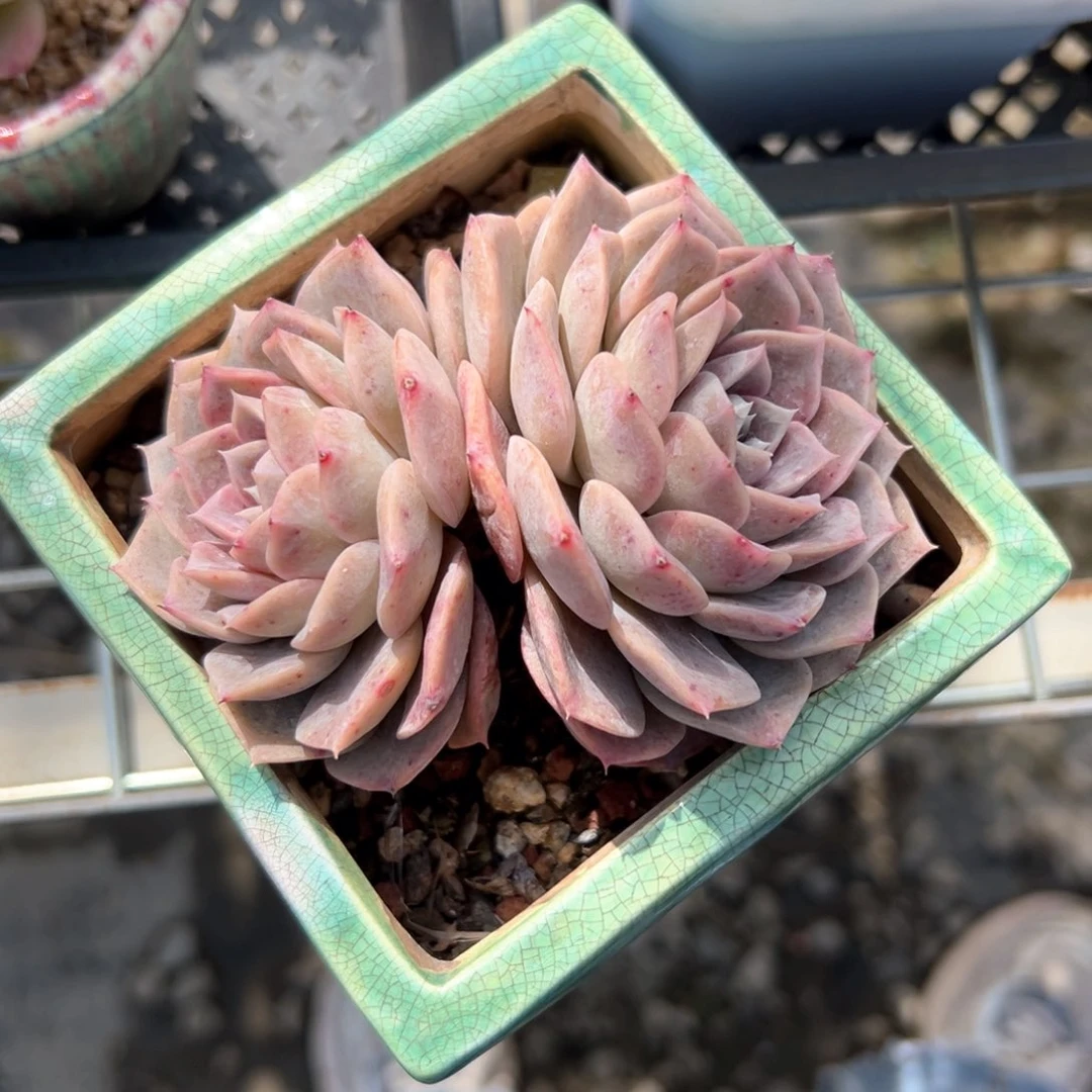 杨*⌯彩虹爱神（满38包邮）多肉