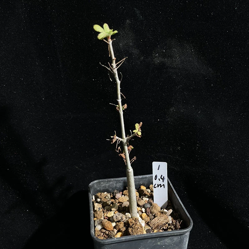 [上新]阿拉伯玛丽没药橄榄 Commiphora  myrrha 潮流块根橄榄植物