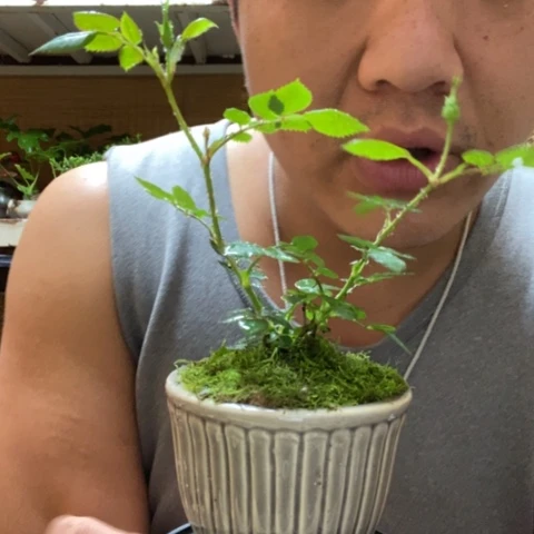 红陶一物一拍所见即所得147