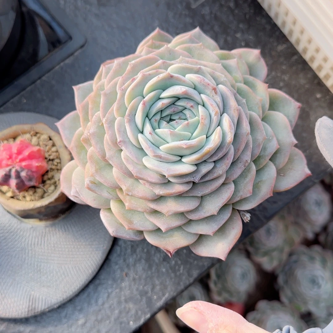 无花朵恩宠大单头