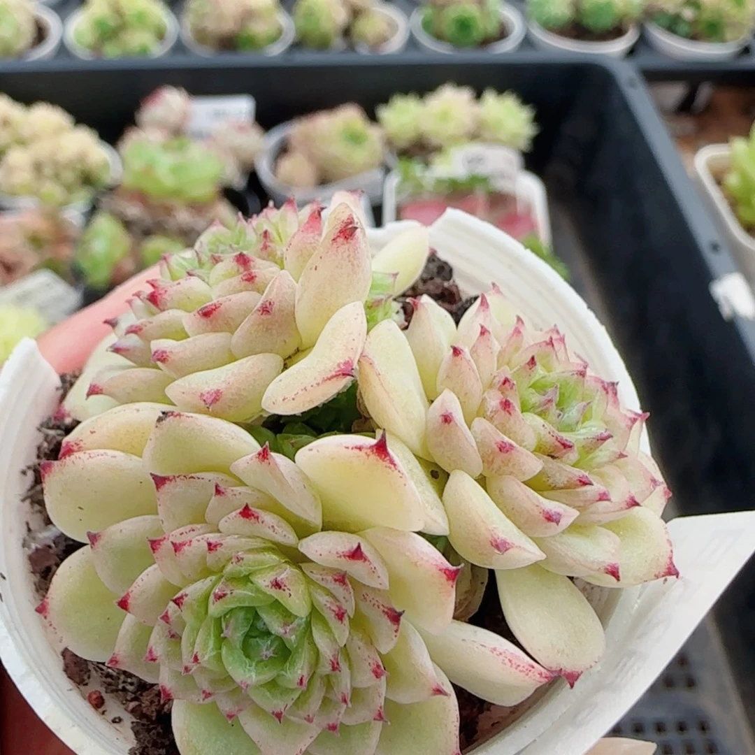 花语逸镜0625-20麦秆散